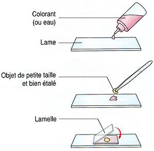 Shéma explicatif d'une préparation microscopique