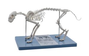 model squelette chat